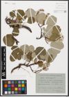 Foto von Salix reticulata L.